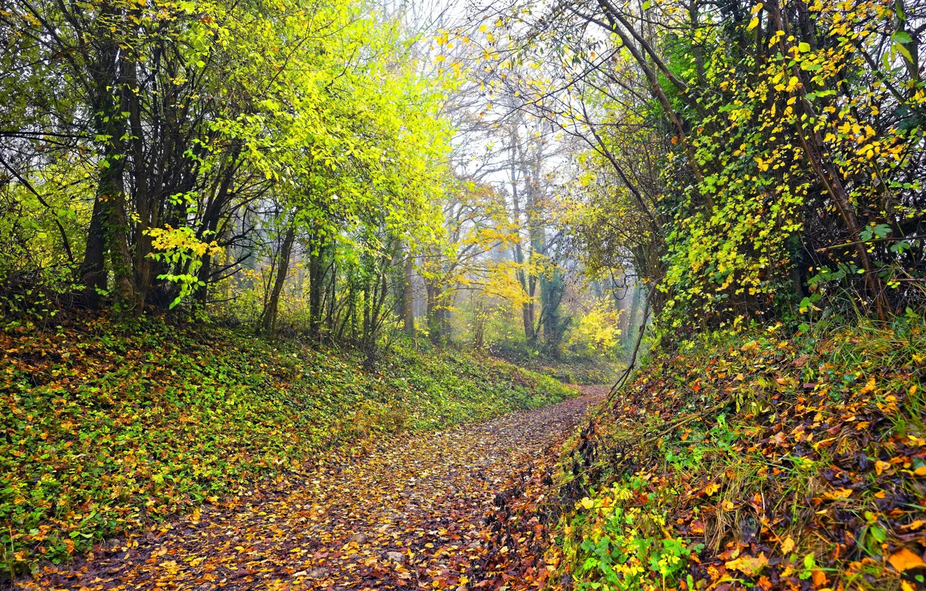 Photo wallpaper autumn, forest, leaves, trees, path, the bushes