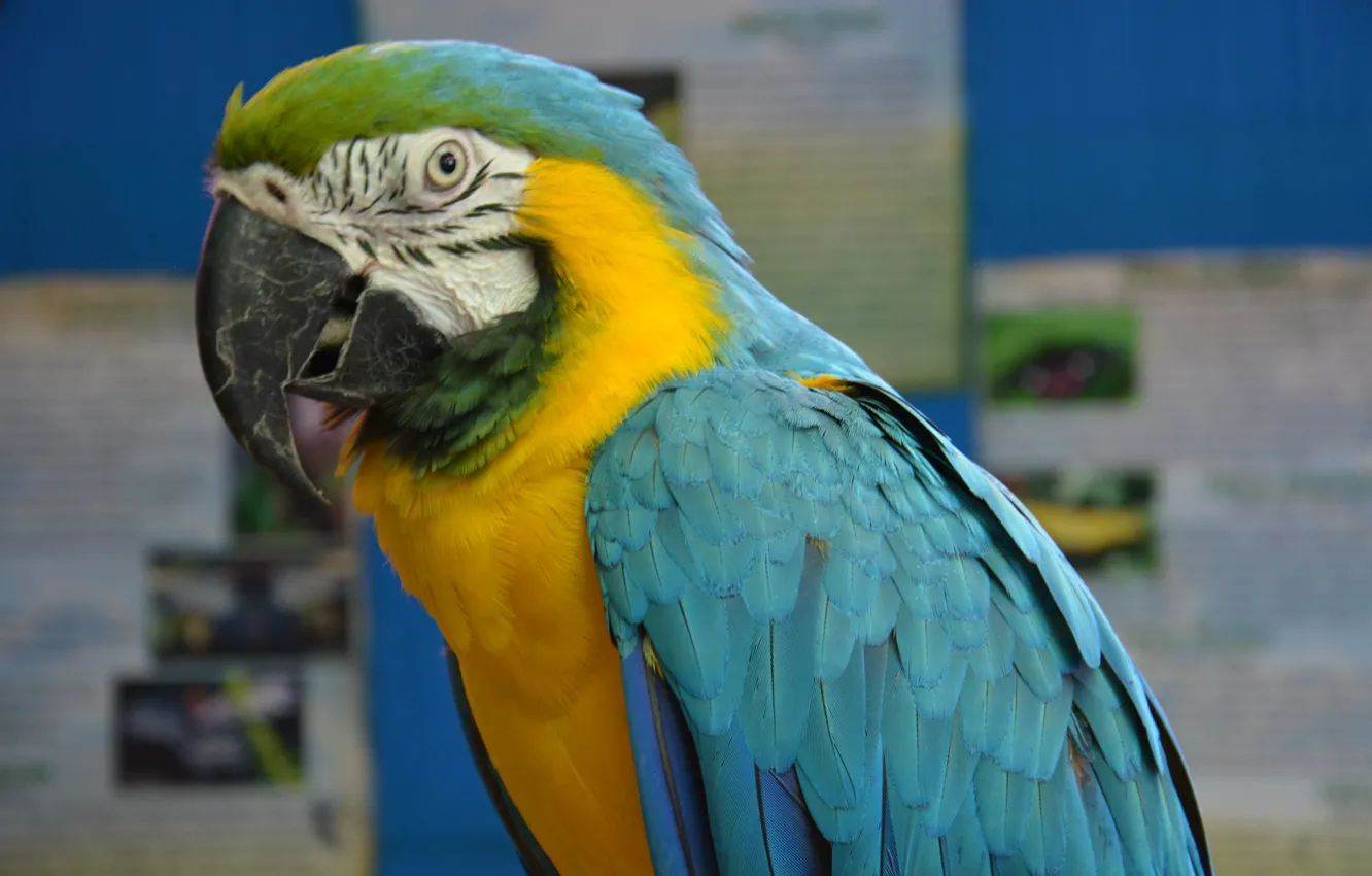 Photo wallpaper bird, feathers, beak, parrot, Ara, talking