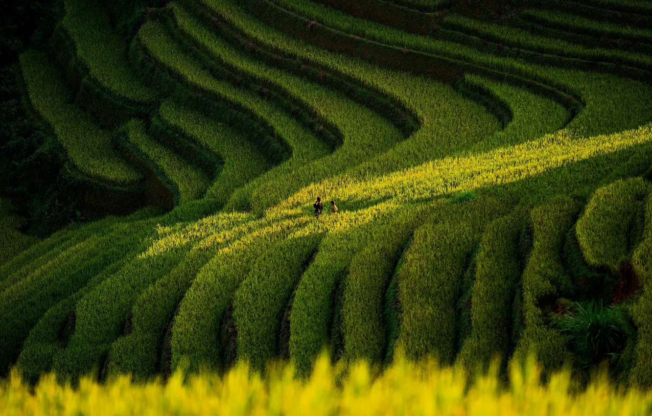 Photo wallpaper field, light, children, stage, figure, green background