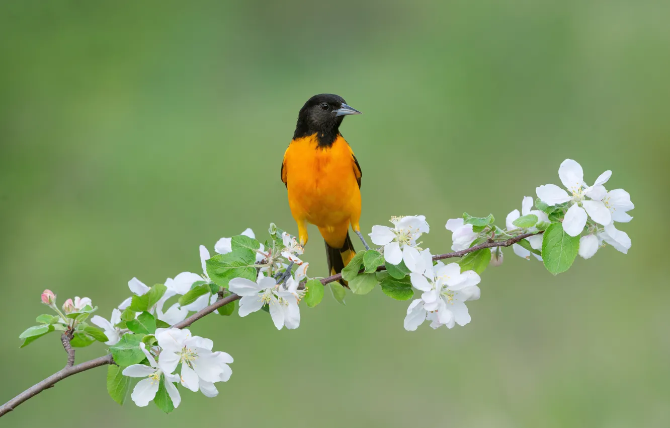 Photo wallpaper flowers, branches, background, bird, spring, flowering, Oriole, Baltimore Oriole