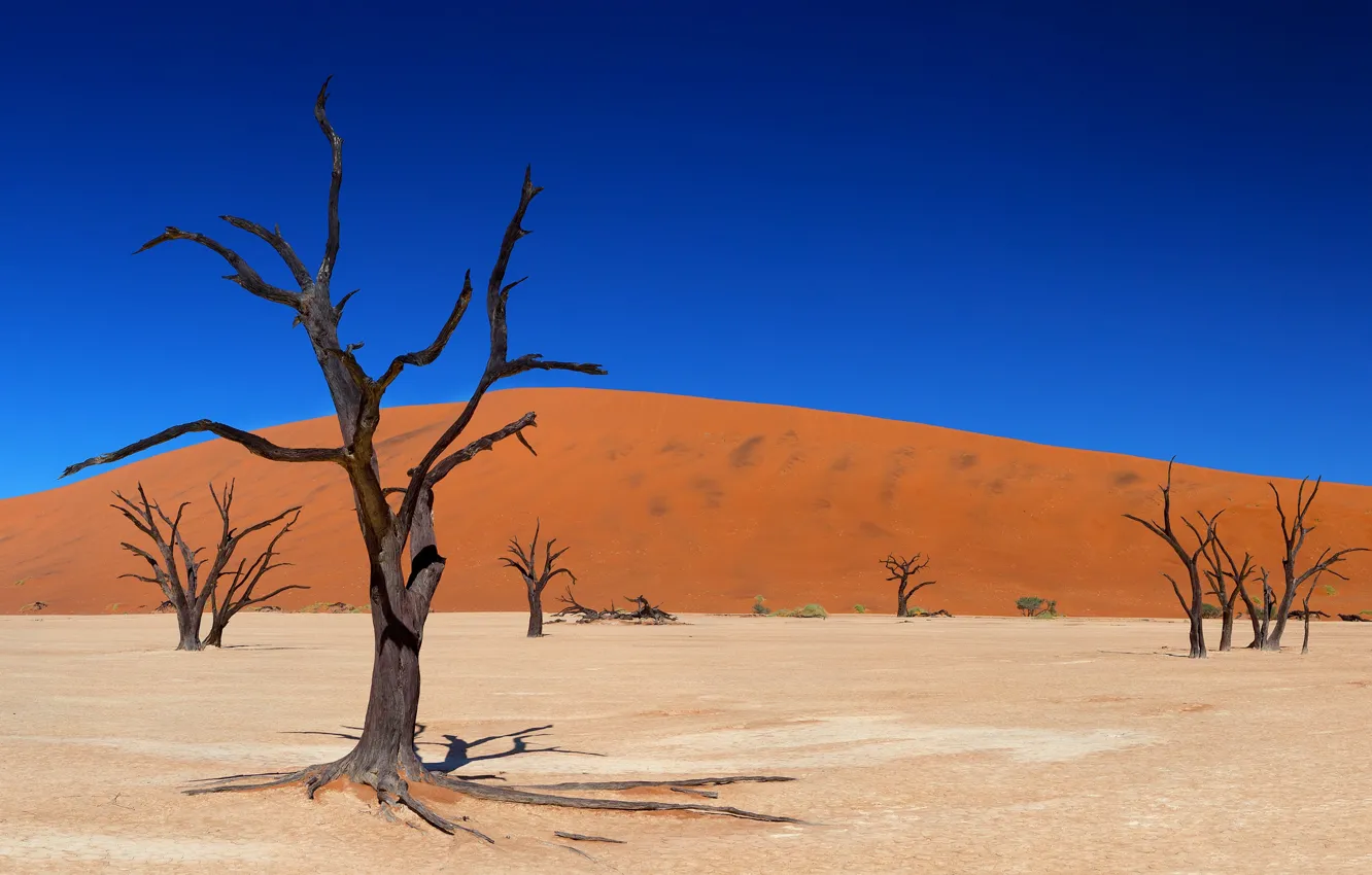 Photo wallpaper sand, the sky, trees, desert