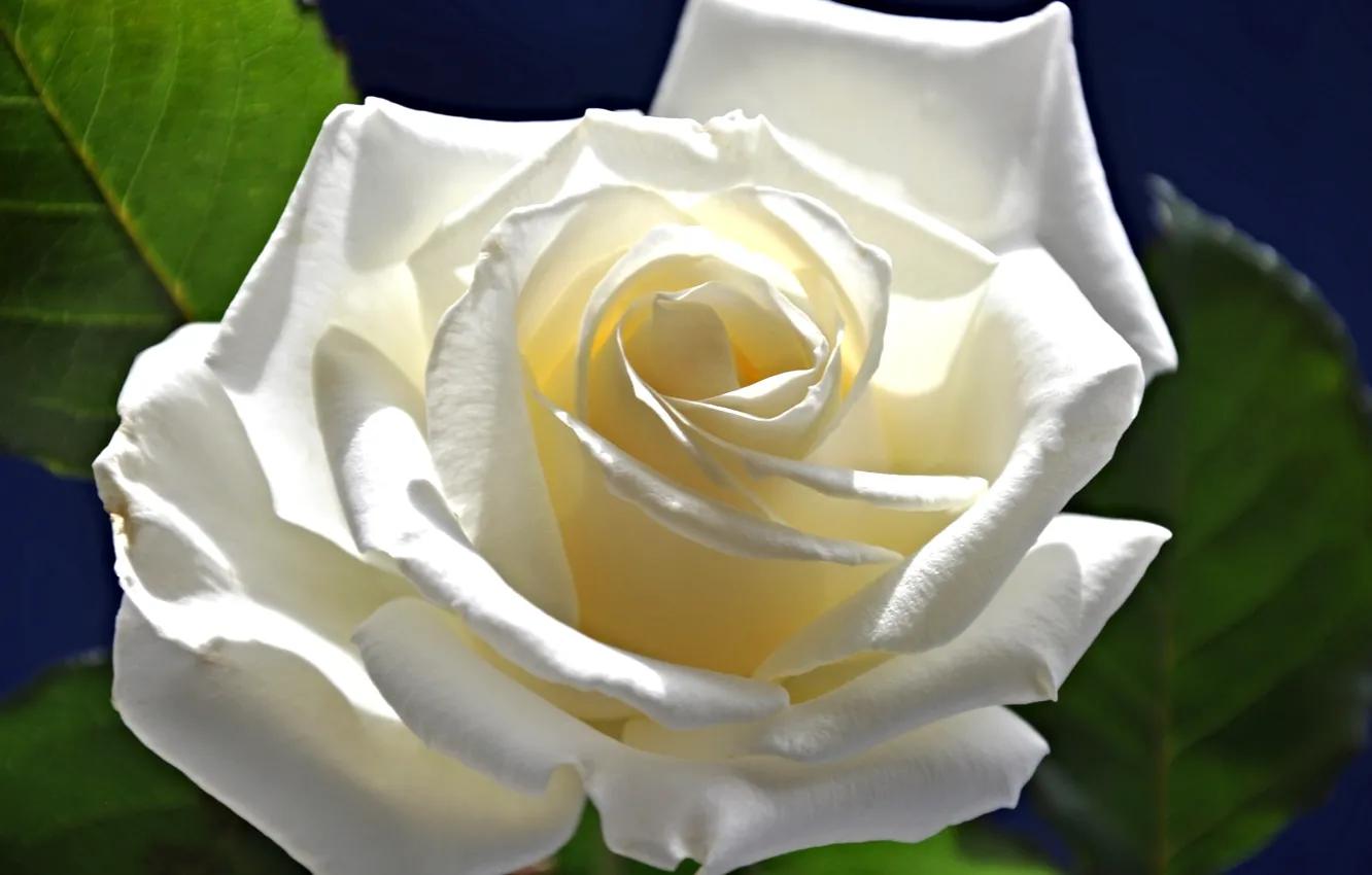 Photo wallpaper leaves, macro, roses, petals