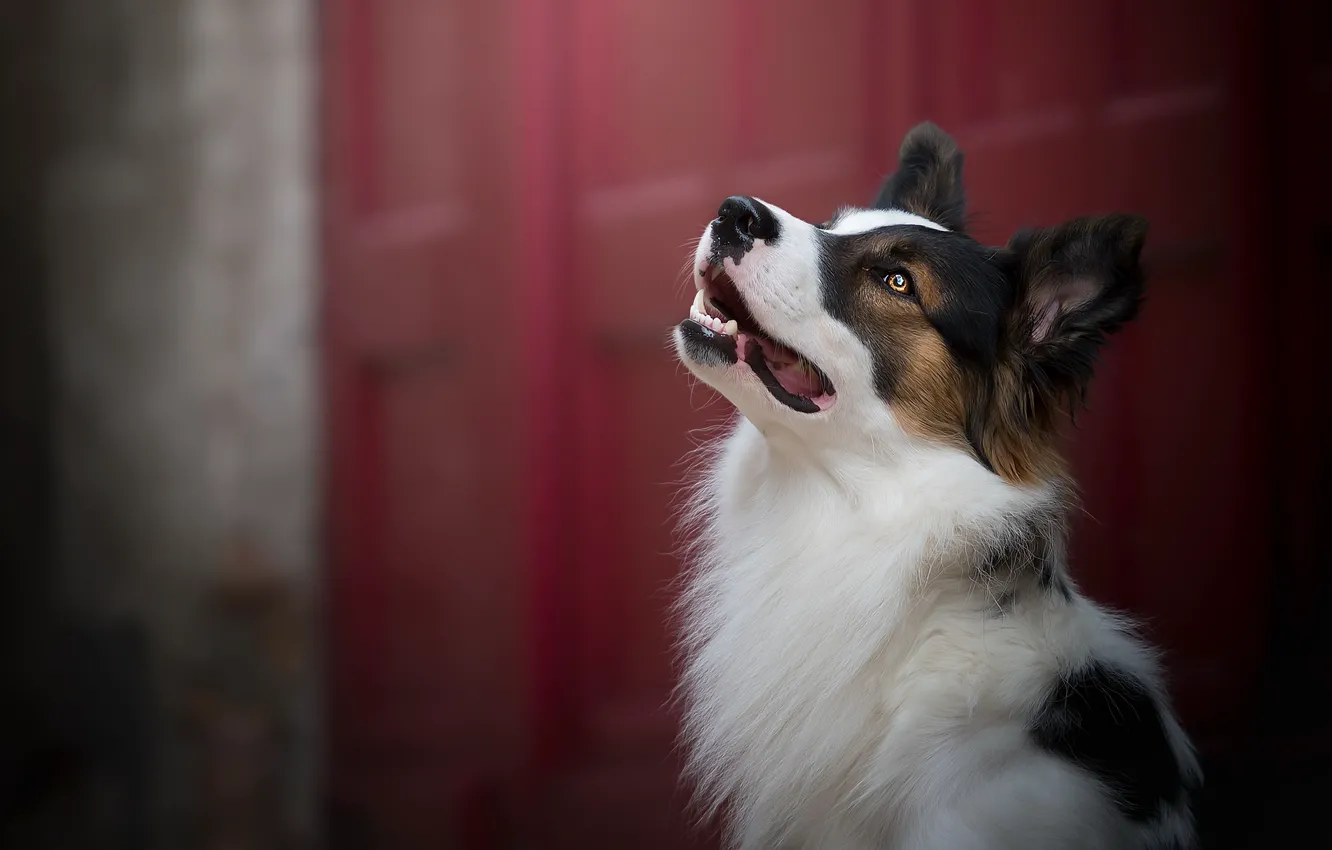 Photo wallpaper each, home, dog