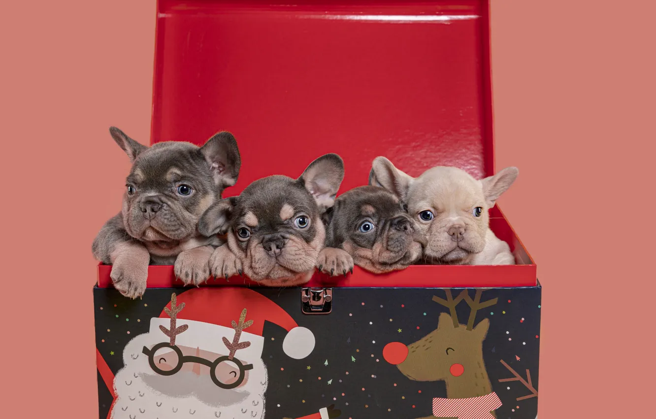 Photo wallpaper baby, Peeps, cutie, dog, brood, four of the casket, red cover, blue eyes