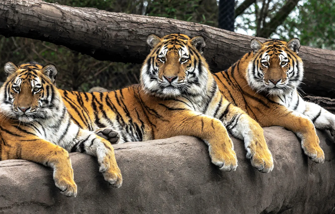 Photo wallpaper look, face, tiger, pose, stones, paws, three, lies