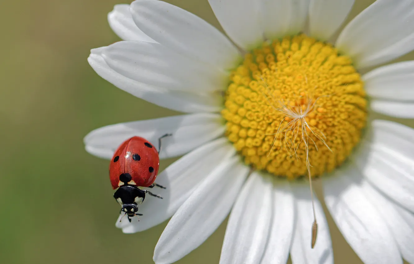 Photo wallpaper flower, macro, background, ladybug, beetle, petals, Daisy, fluff