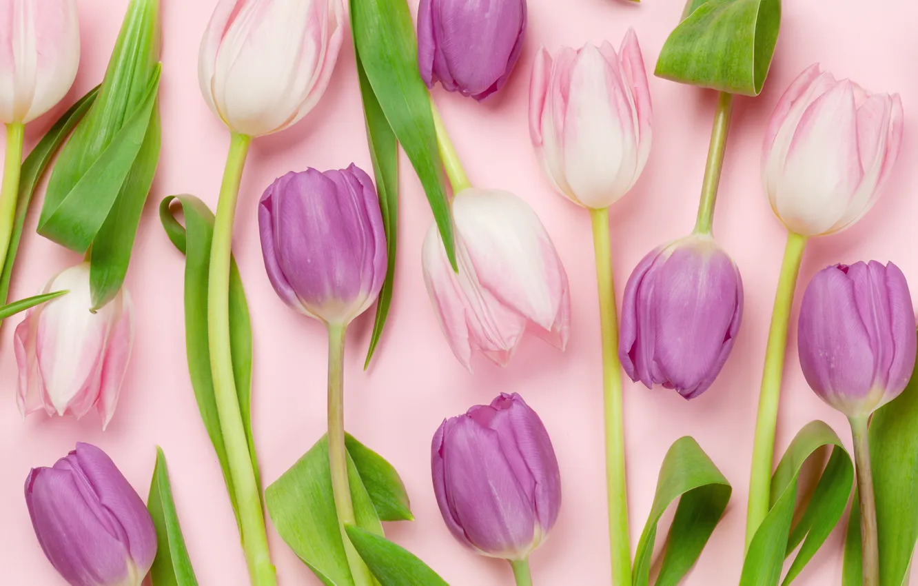 Photo wallpaper flowers, bouquet, tulips, pink background, pink, flowers, background, tulips