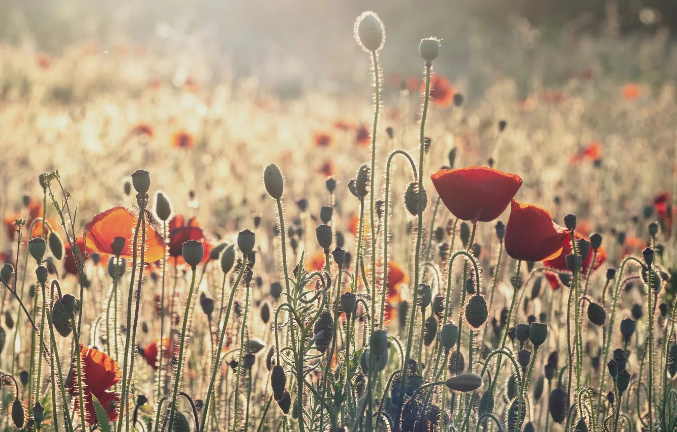 Photo wallpaper field, light, flowers, stems, Maki, meadow, red, haze