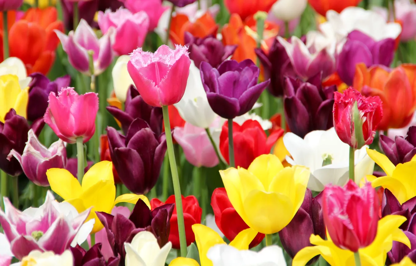 Photo wallpaper flowers, yellow, red, spring, tulips, pink, white, flowerbed