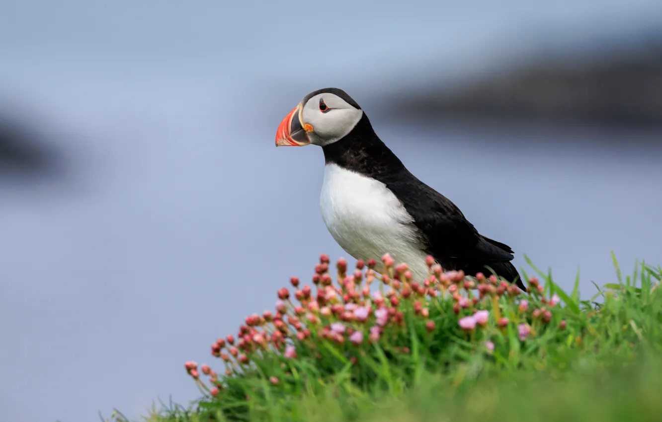 Photo wallpaper nature, pose, bird, stalled, Atlantic puffin
