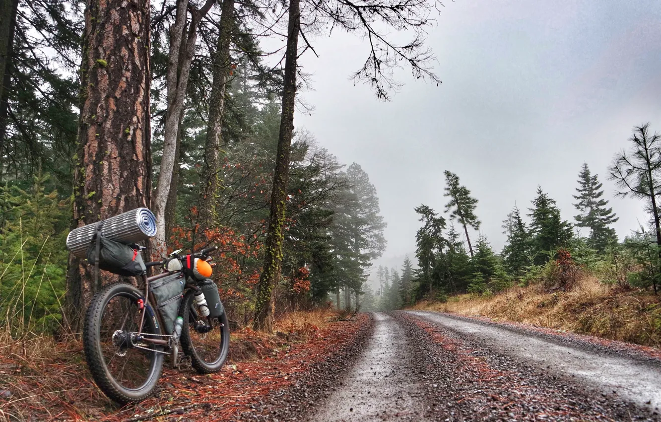 Photo wallpaper road, forest, nature, bike, fog, bike, halt