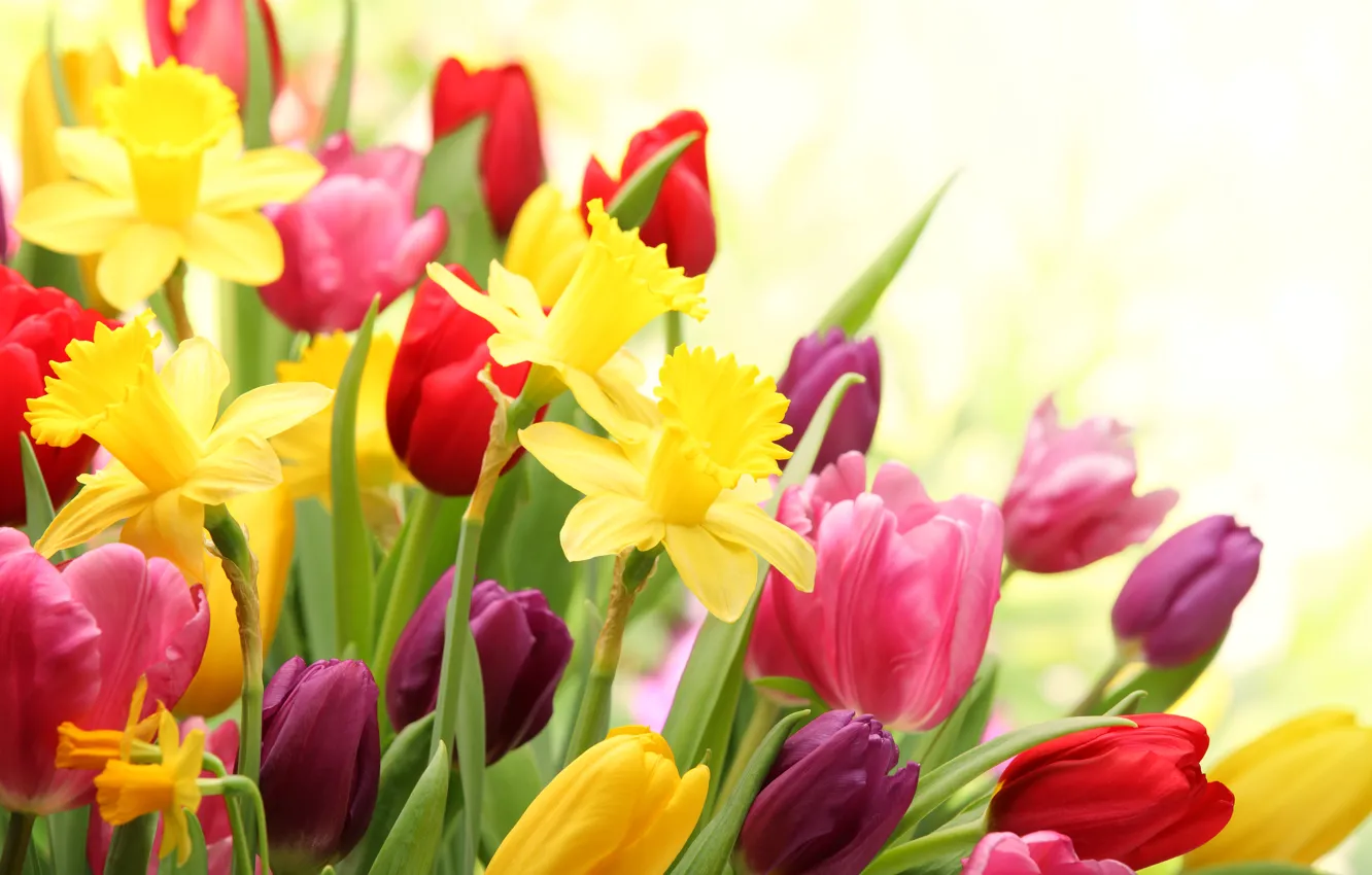 Photo wallpaper flowers, spring, tulips, flowering, daffodils