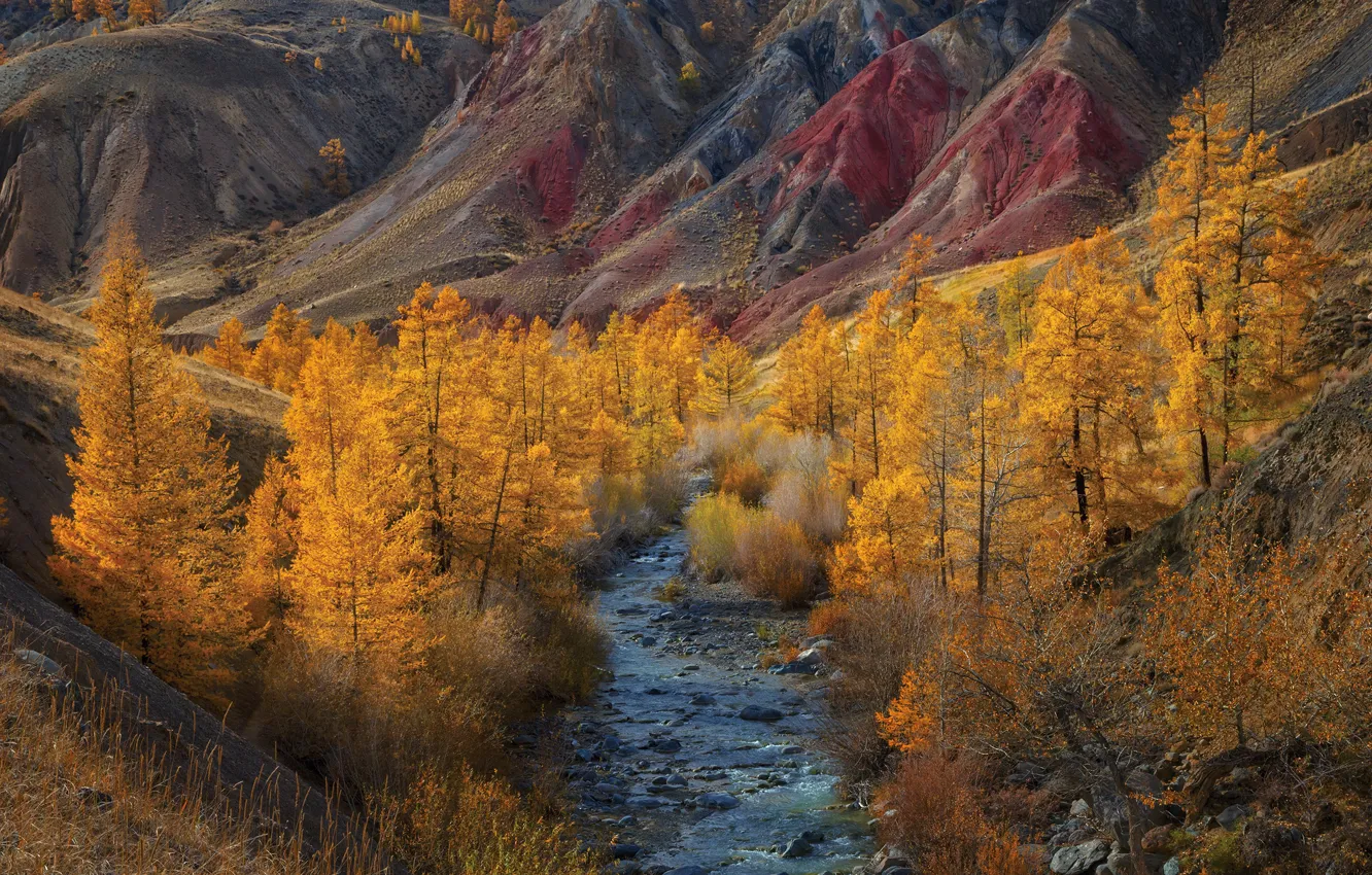 Photo wallpaper autumn, landscape, mountains, nature, river, Altay, Vladimir Ryabkov, Kyzyl-Chin