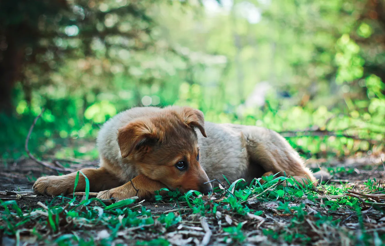 Photo wallpaper grass, look, green, photo, each, animal, sweetheart, dog