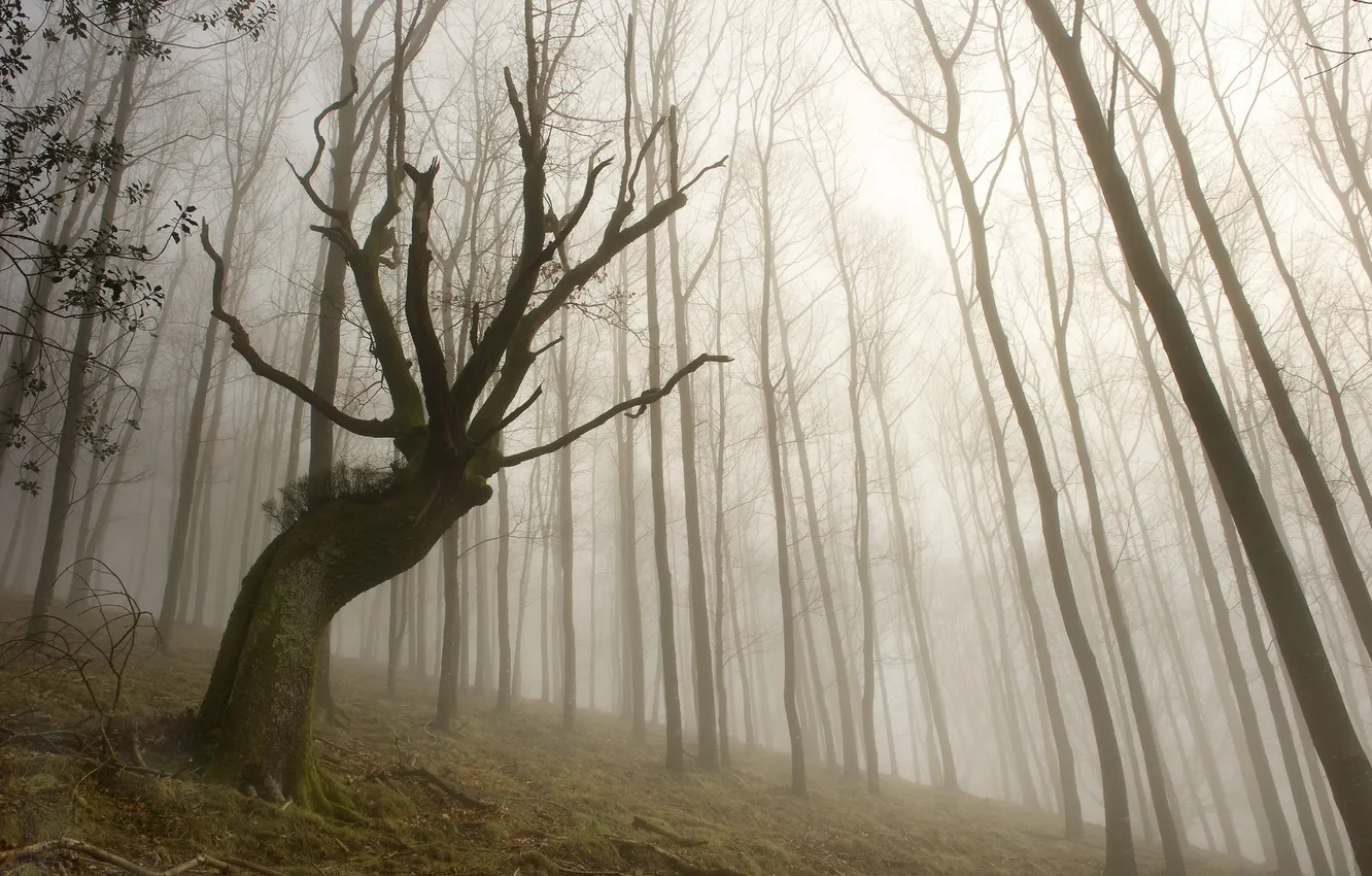 Photo wallpaper trees, landscape, fog