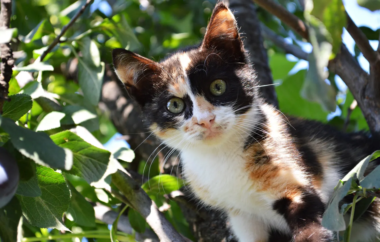 Photo wallpaper foliage, kitty, on the tree