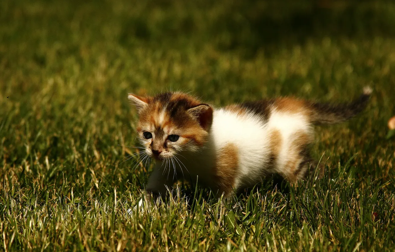 Photo wallpaper grass, baby, walk, kitty