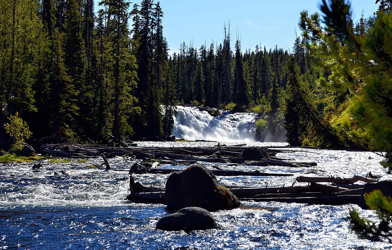 Photo wallpaper forest, river, stones, stream, ate, log