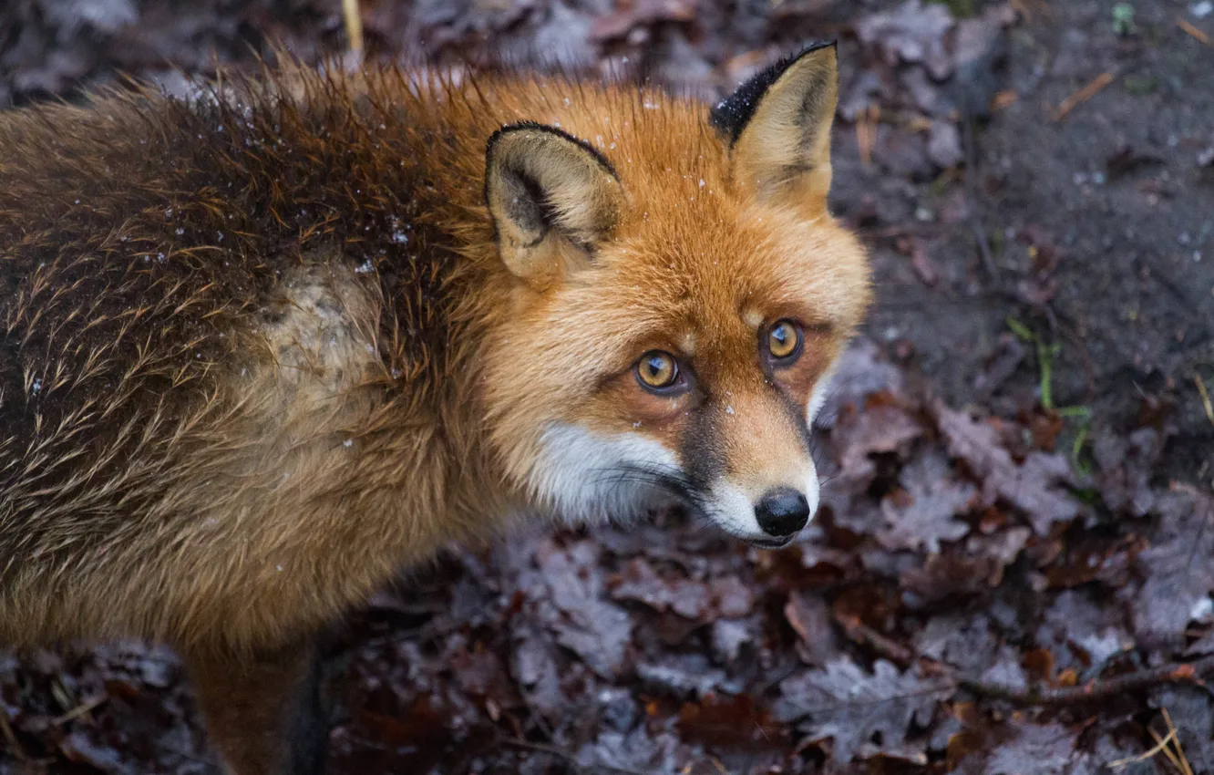 Photo wallpaper look, leaves, Fox