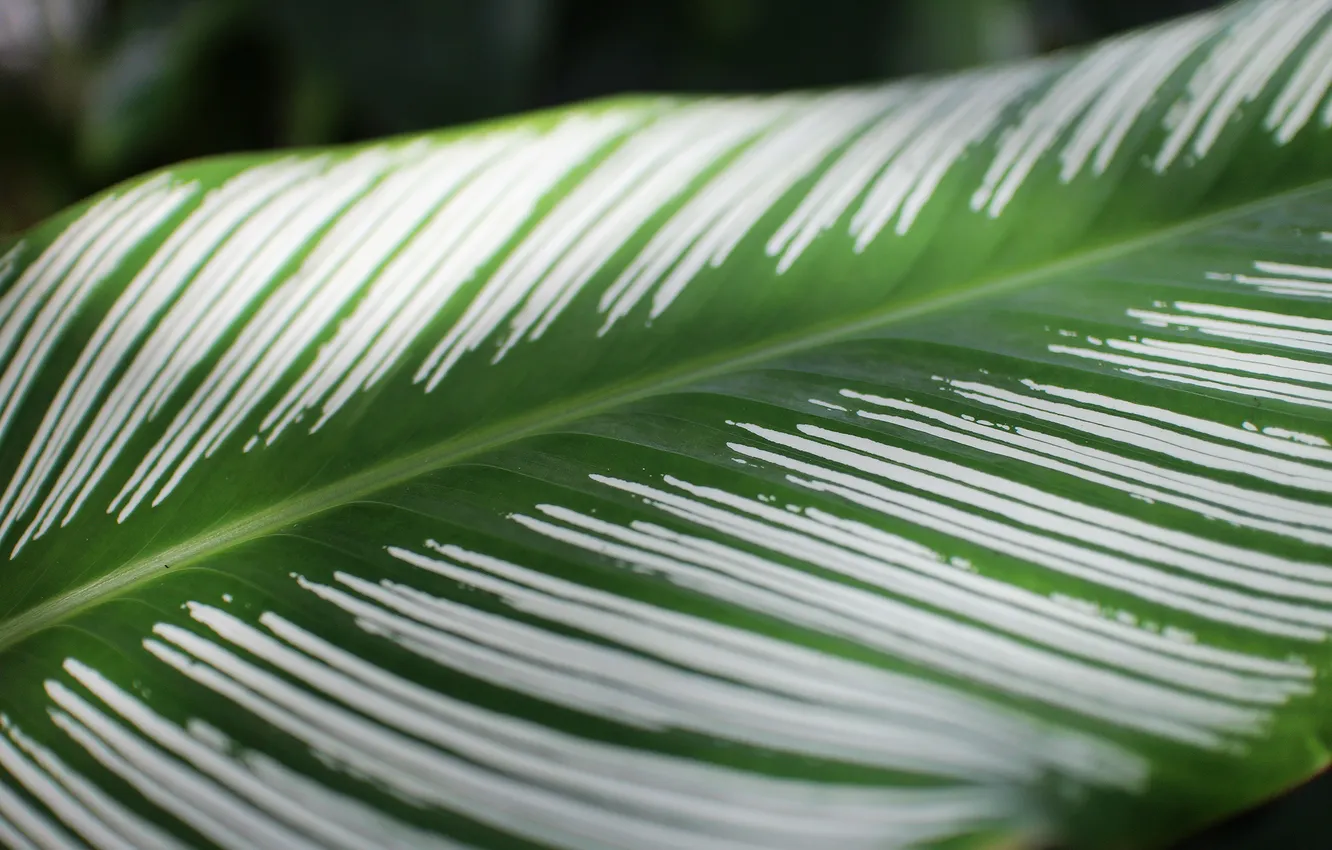 Photo wallpaper leaves, strips, nature, plant