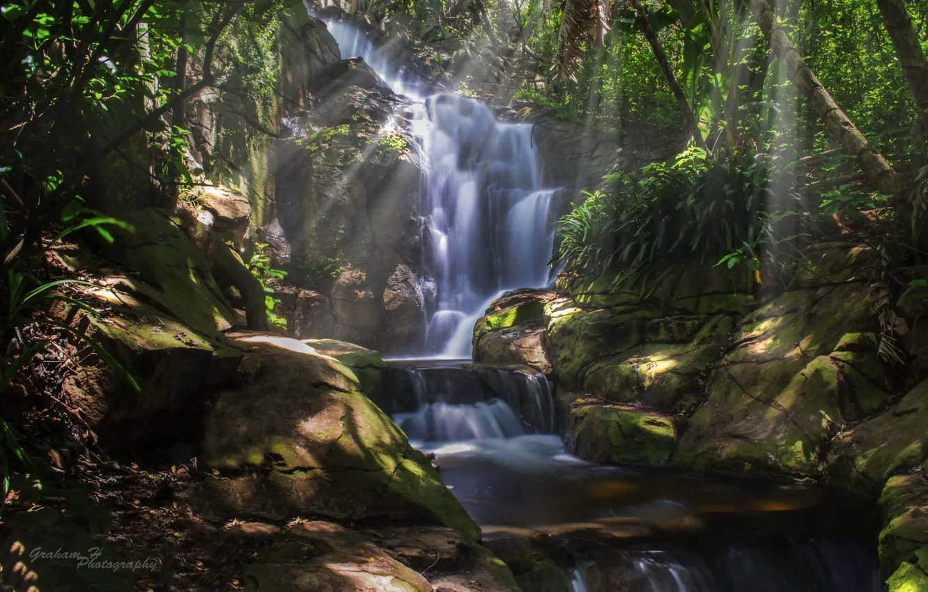 Photo wallpaper forest, trees, nature, waterfall, jungle