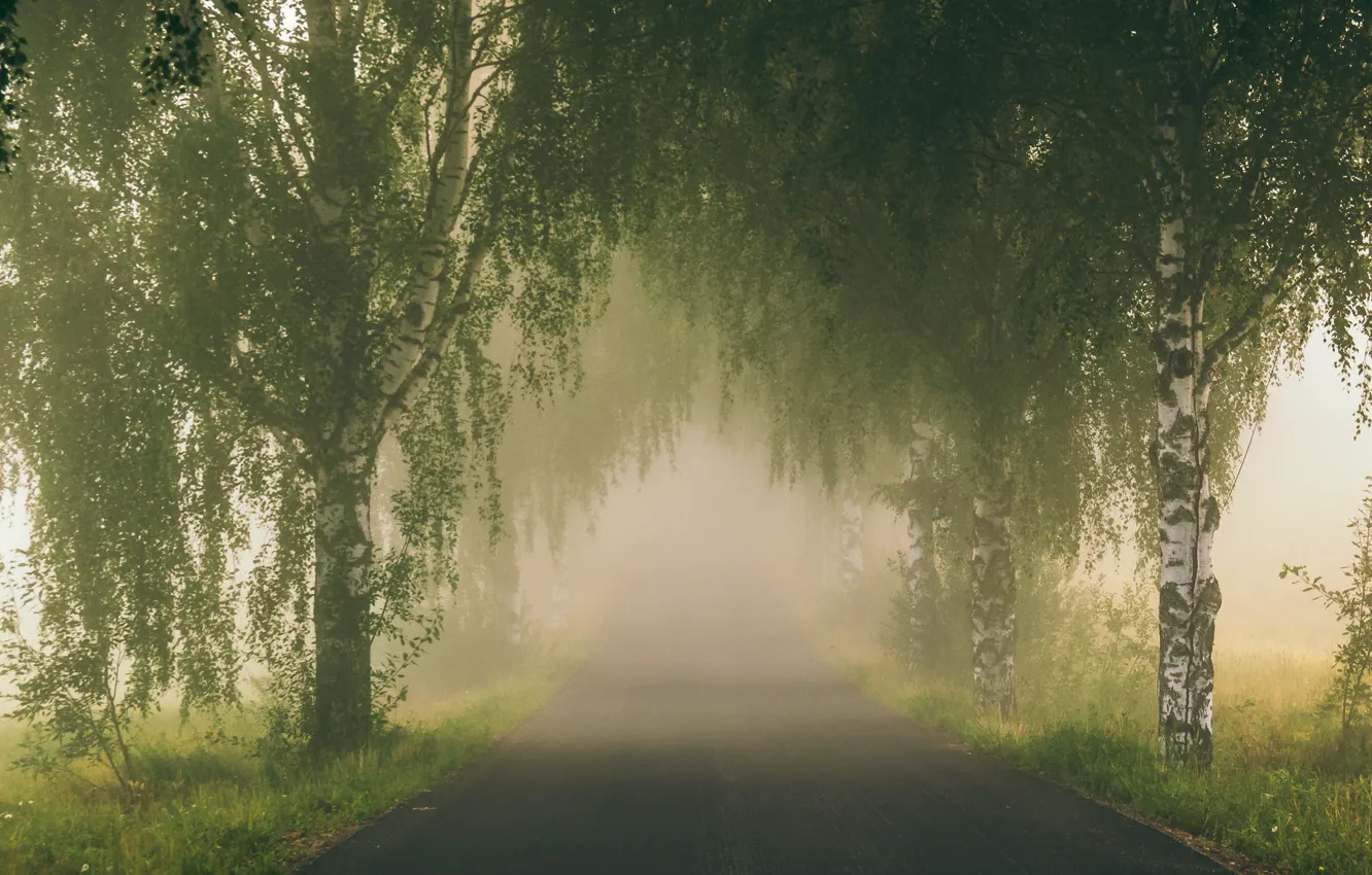 Photo wallpaper road, fog, birch