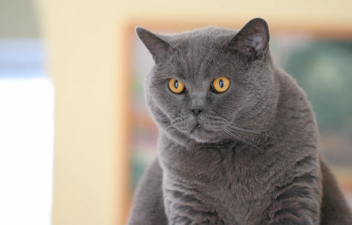 Photo wallpaper cat, look, British, British Shorthair
