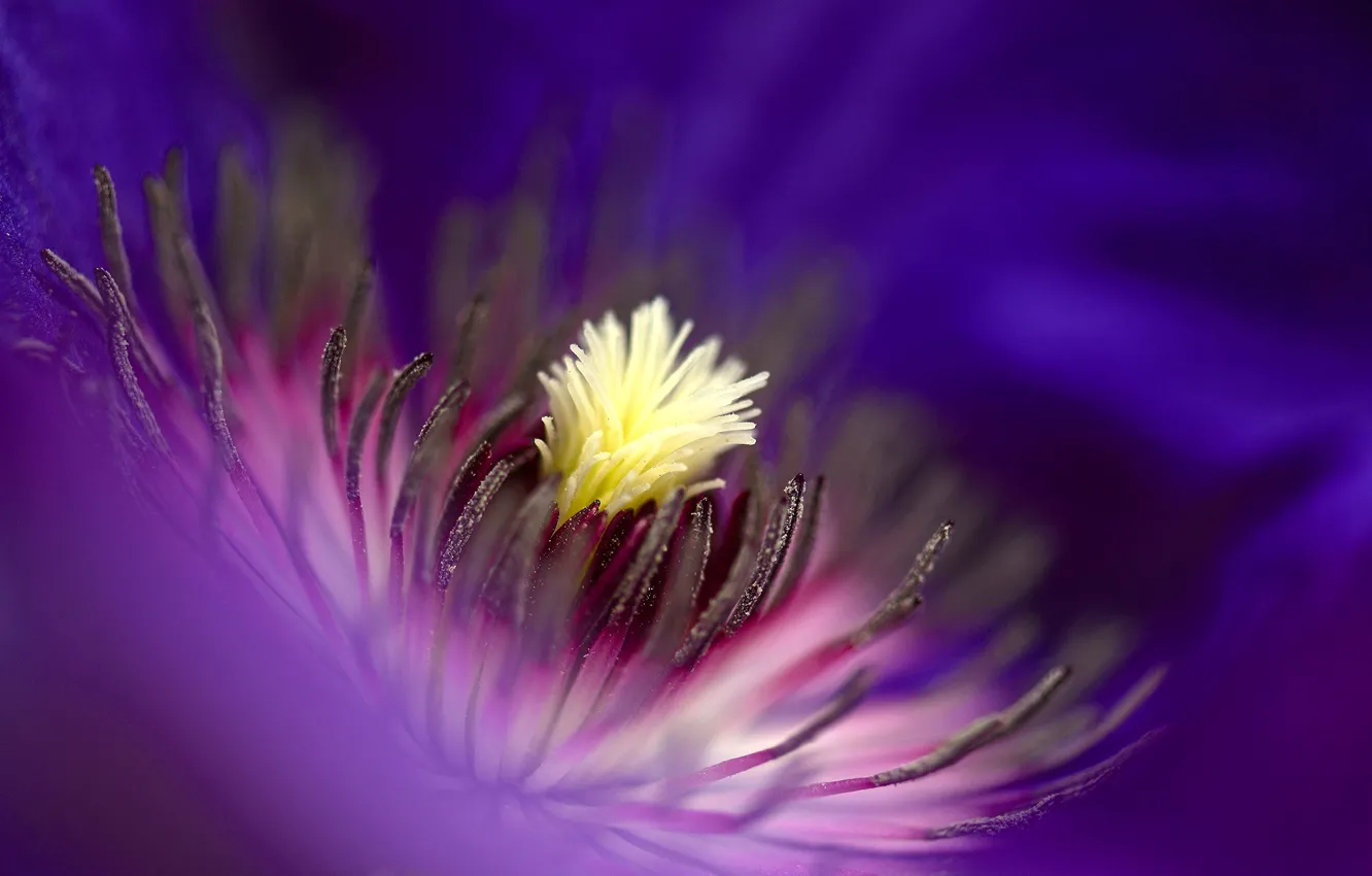 Photo wallpaper flowers, nature, paint, petals