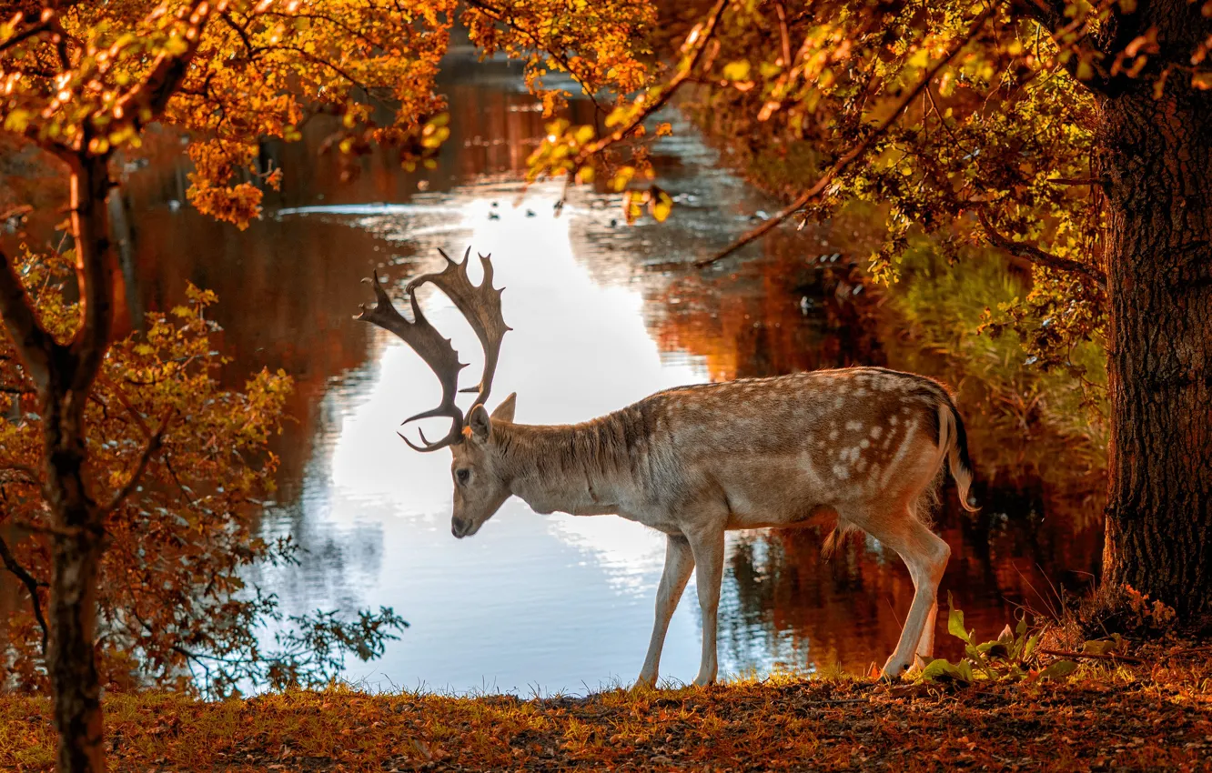 Photo wallpaper autumn, trees, nature, the city, pond, Park, animal, deer