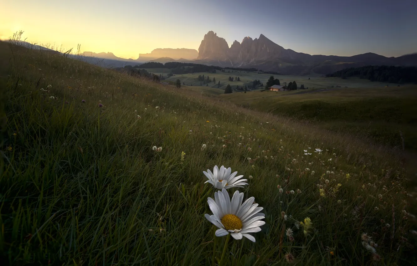 Photo wallpaper field, forest, flowers, mountains, rocks, chamomile, slope, Alps