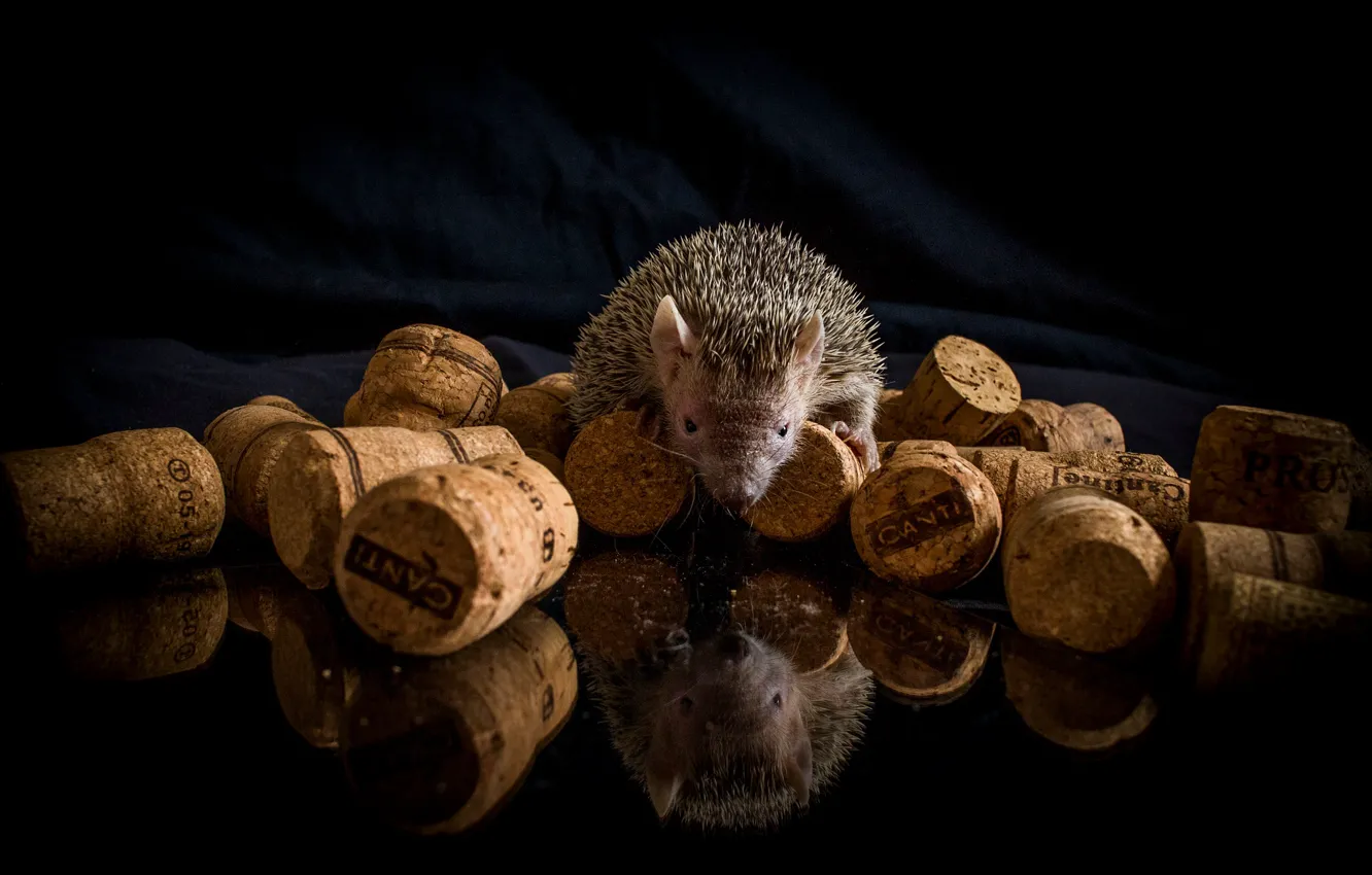 Photo wallpaper pose, reflection, fabric, tube, black background, hedgehog, hedgehog