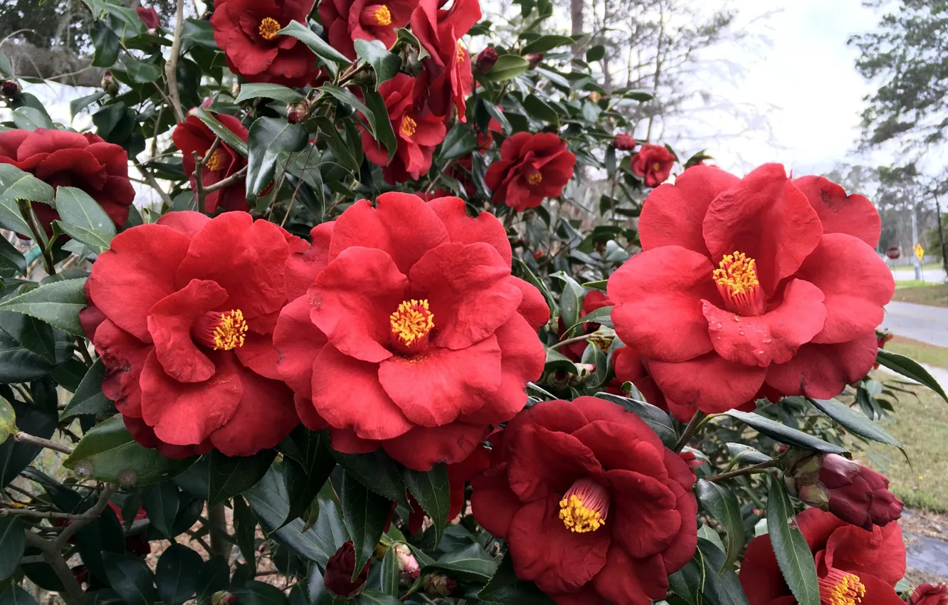 Photo wallpaper flowers, Camellia, red Camellia
