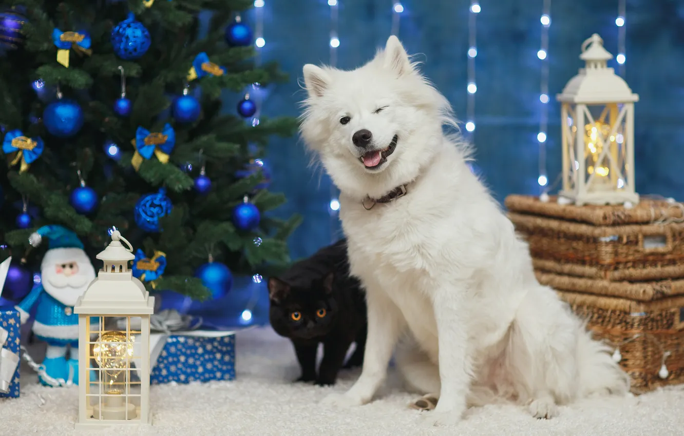 Photo wallpaper cat, white, look, balls, pose, black, new year, dog