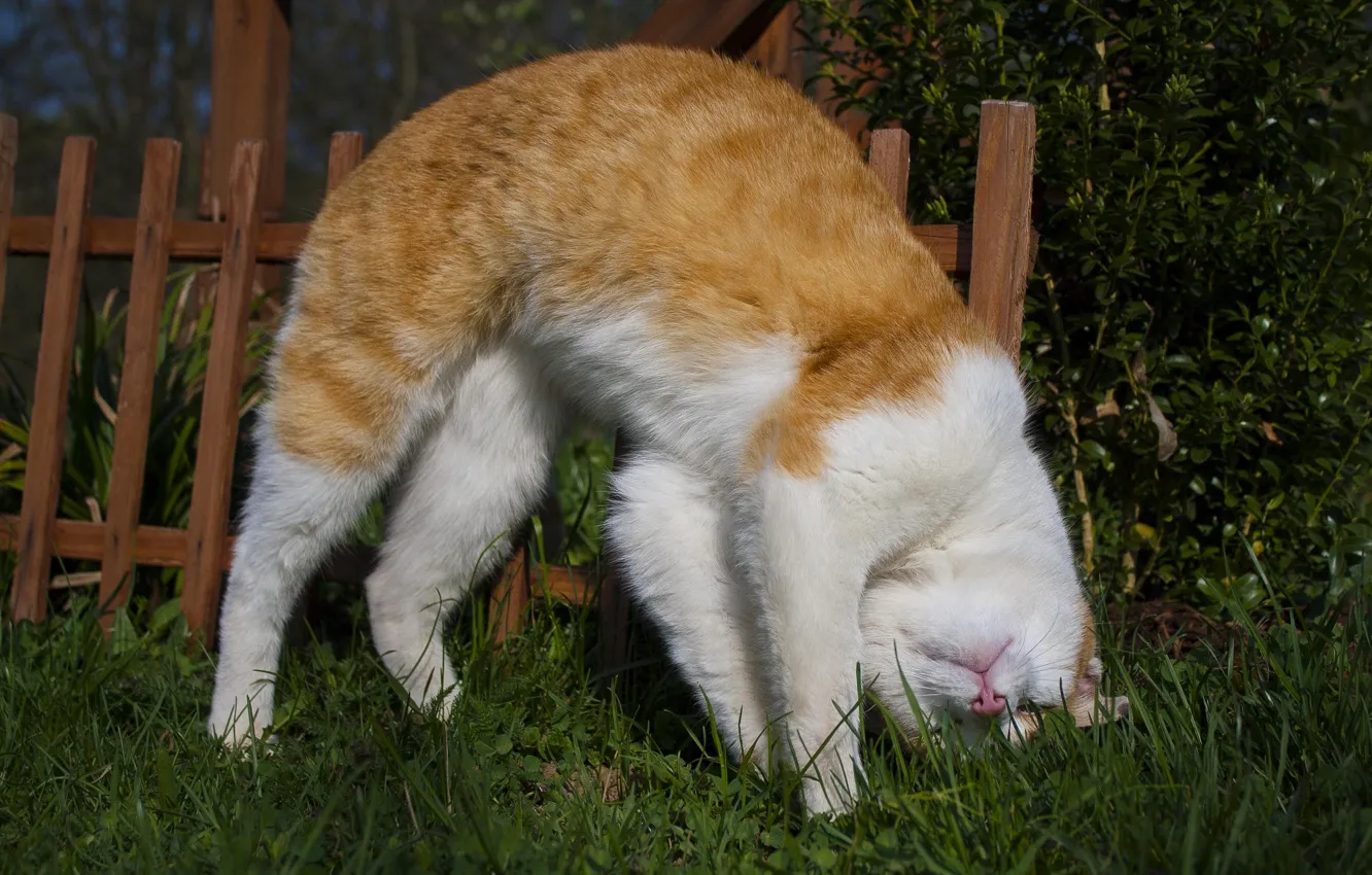 Photo wallpaper cat, cat, Gink