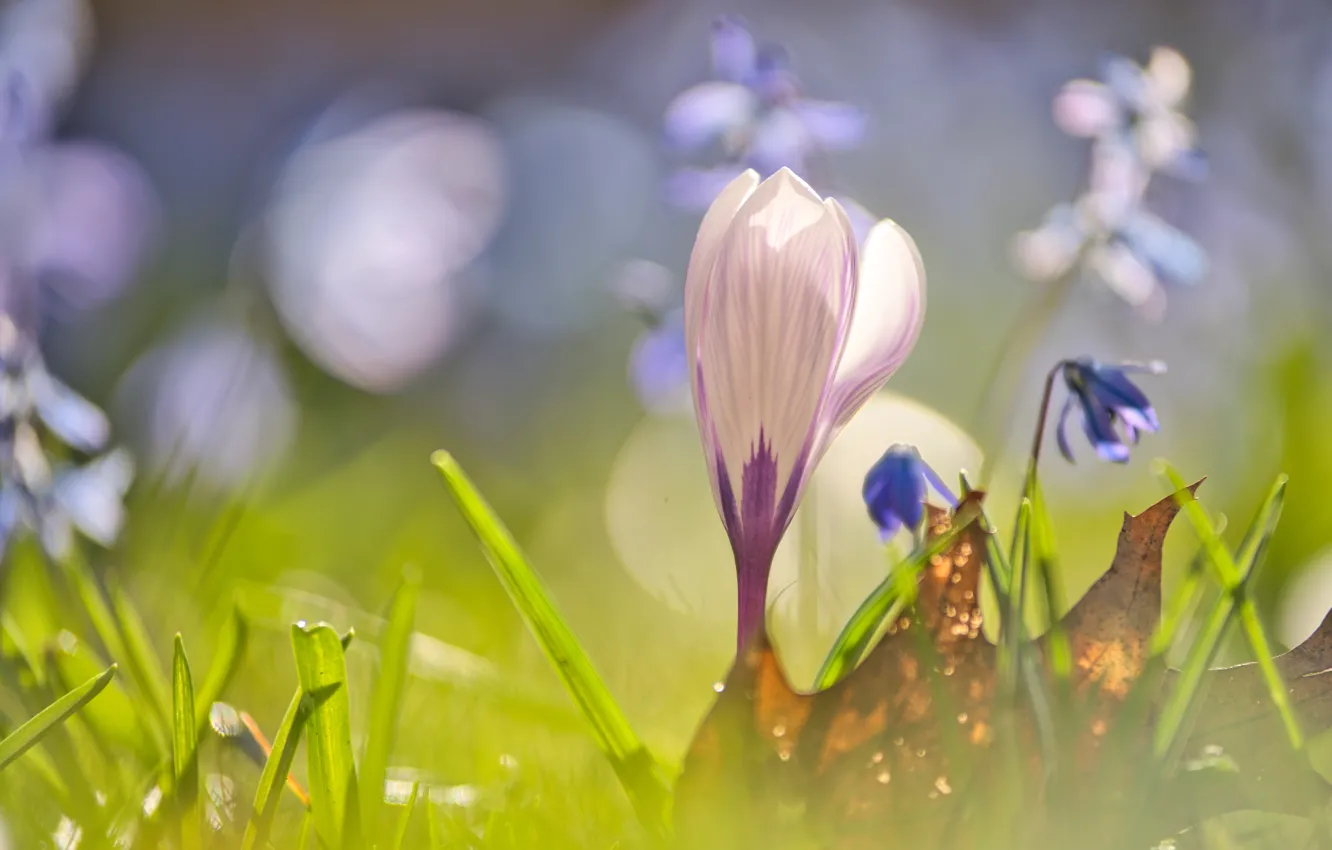 Photo wallpaper light, crocuses, bokeh