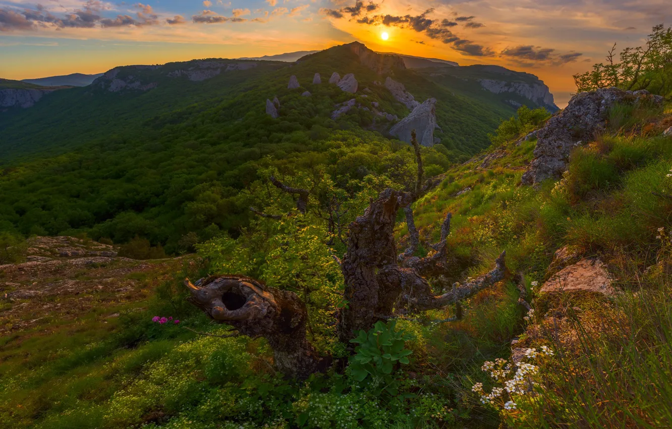 Photo wallpaper forest, sunset, mountains, snag, Russia, Crimea, The Crimean mountains