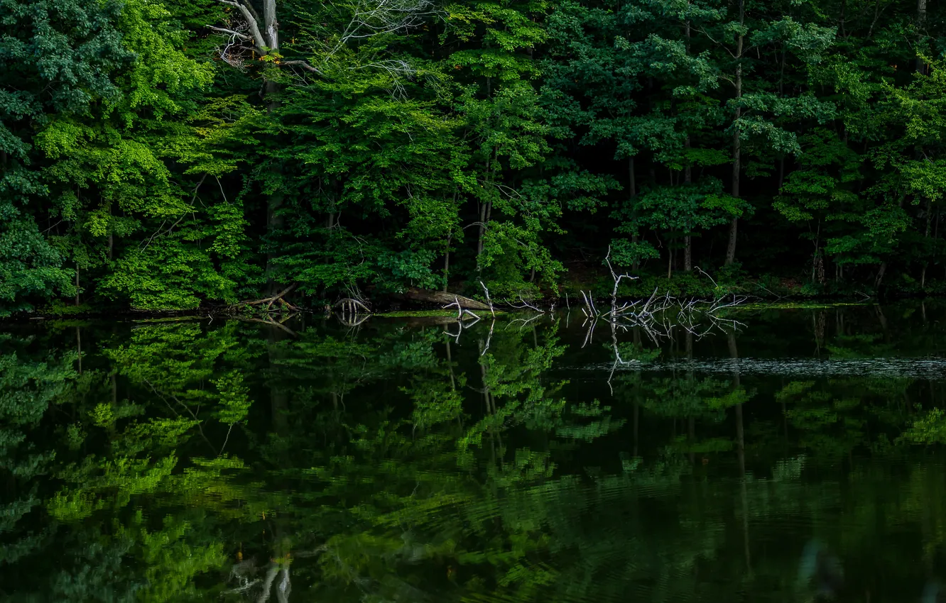 Photo wallpaper greens, forest, trees, nature, lake, reflection