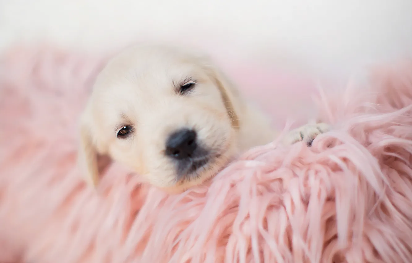 Photo wallpaper sleep, baby, blanket, puppy
