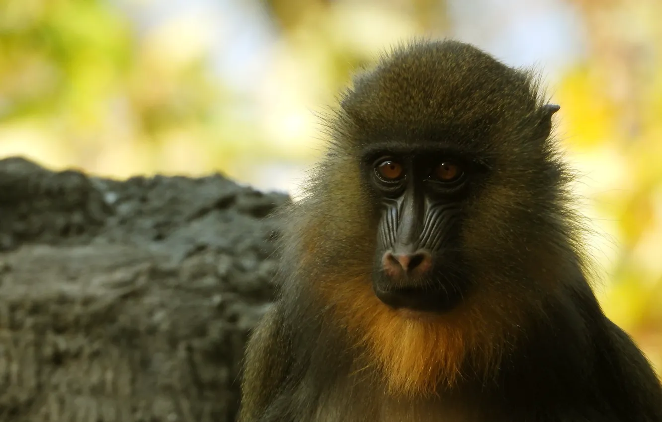 Photo wallpaper look, face, stones, portrait, monkey, mandrill