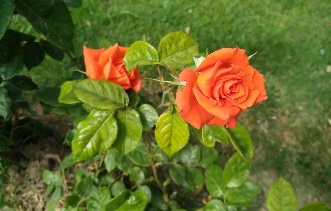 Photo wallpaper Rose, Orange rose, Orange rose