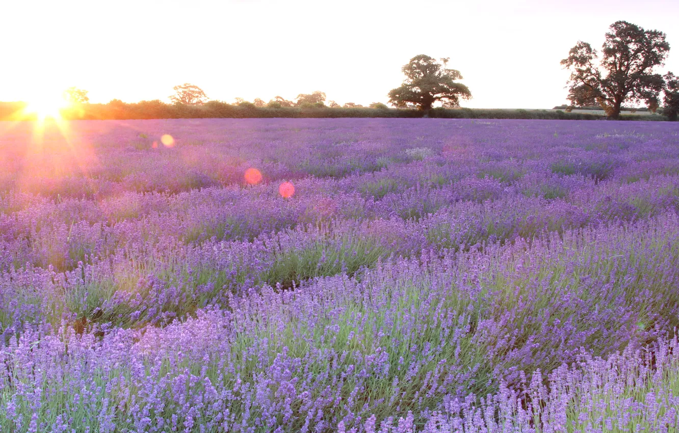 Photo wallpaper field, the sun, flowers, lavender