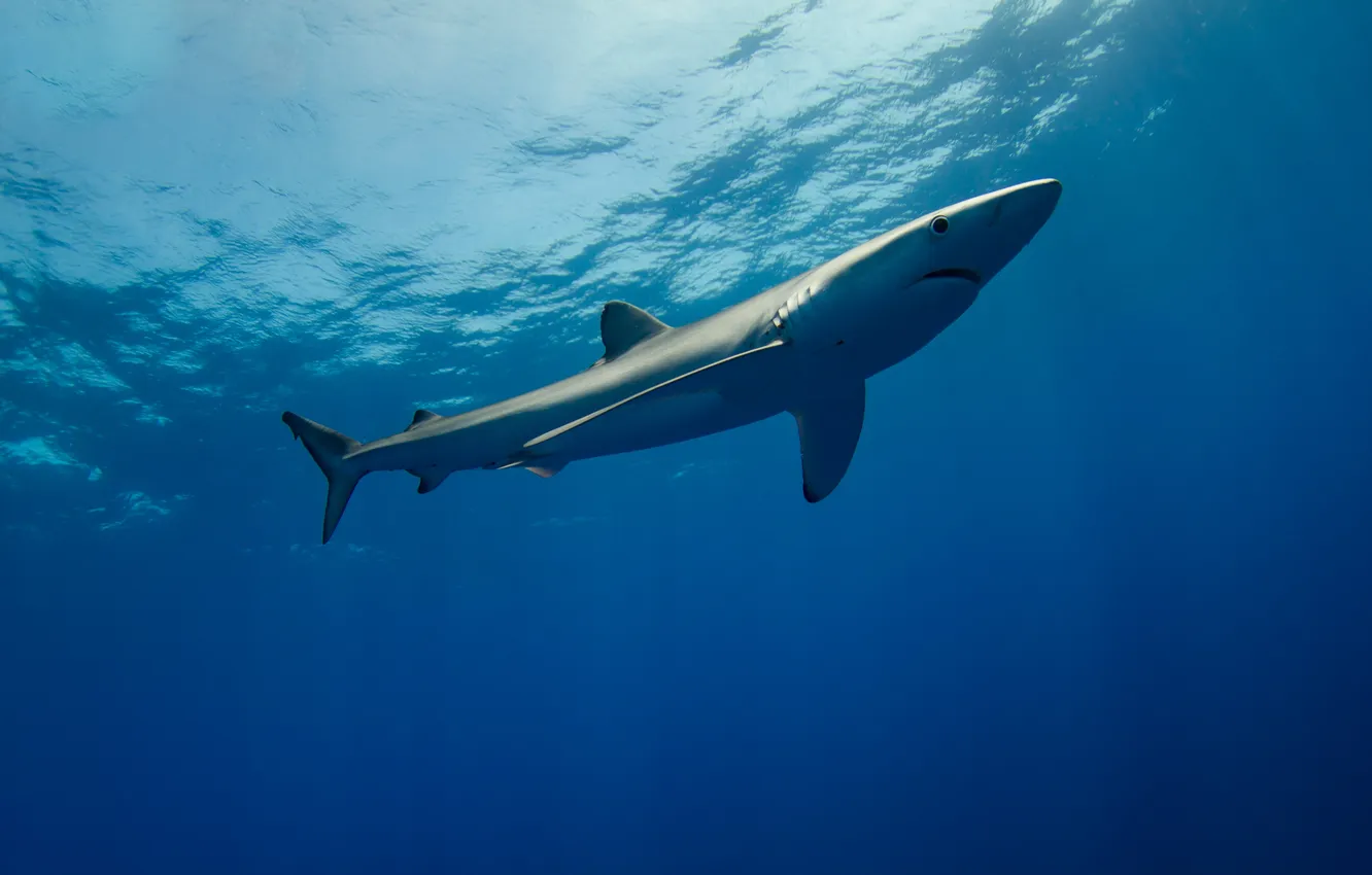 Photo wallpaper shark, wild, wild animal, shark swimming