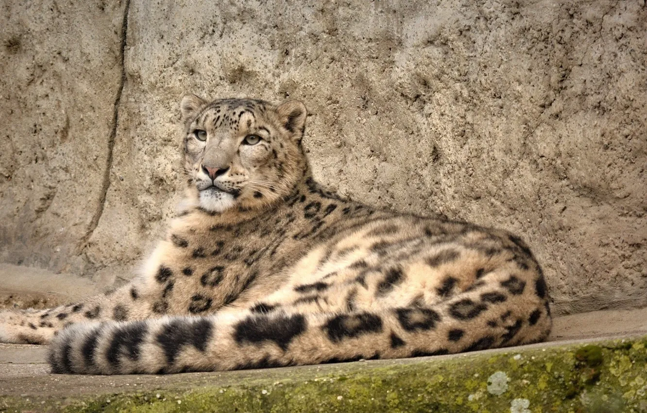 Photo wallpaper rocks, stay, predator, IRBIS, snow leopard, wild cat