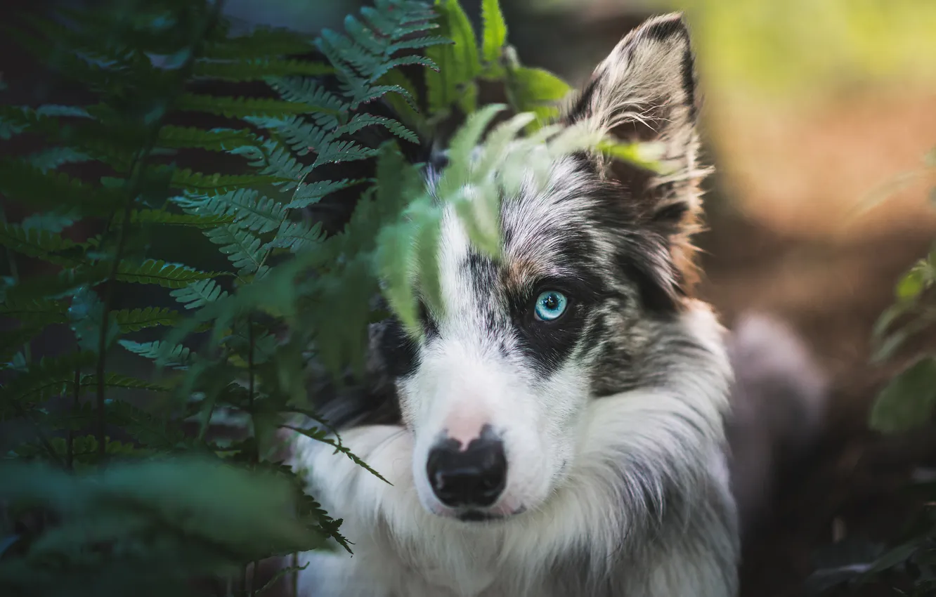 Photo wallpaper look, nature, pose, portrait, dog, face