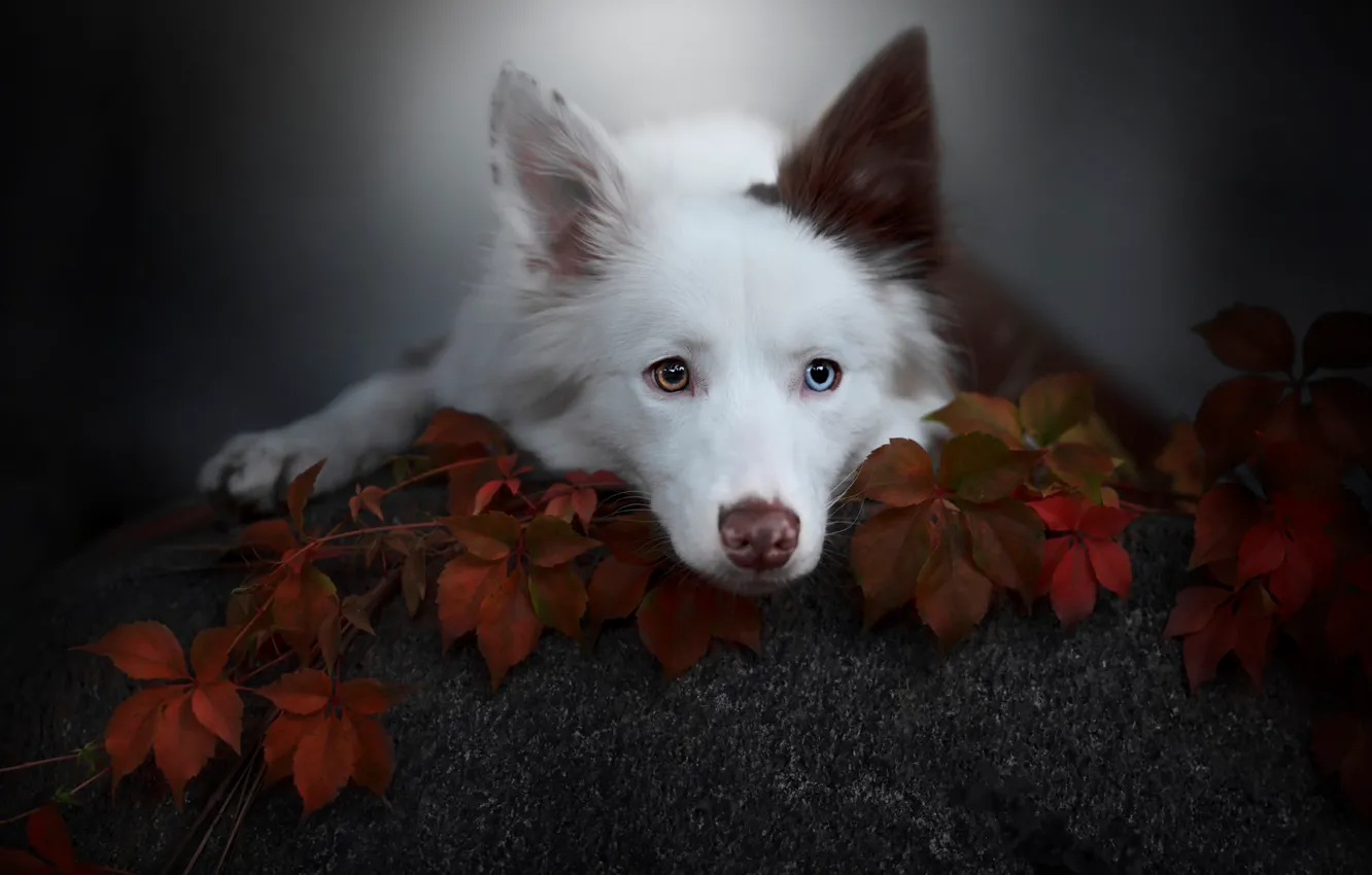 Photo wallpaper white, look, face, leaves, nature, pose, stones, portrait