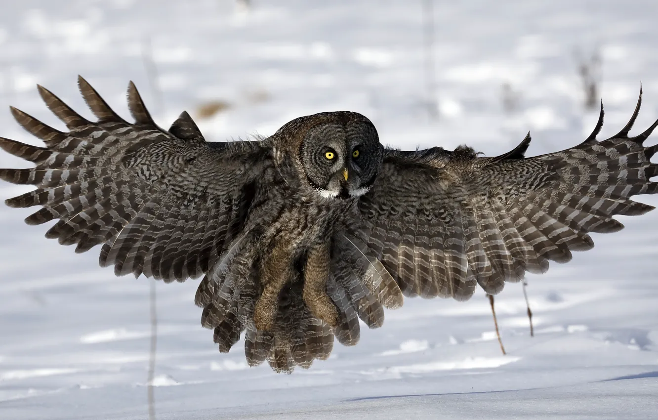 Photo wallpaper snow, owl, wings