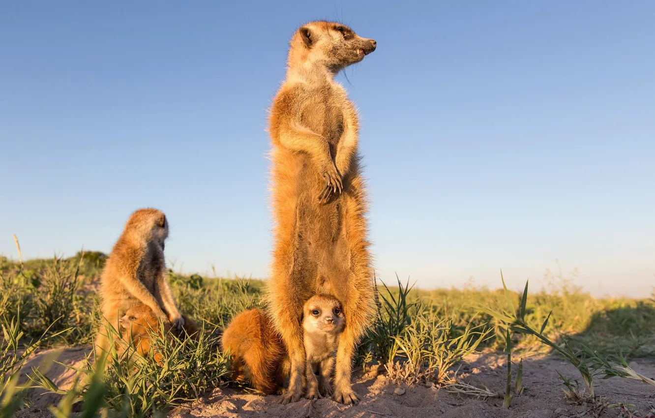 Photo wallpaper meerkats, cub, stand