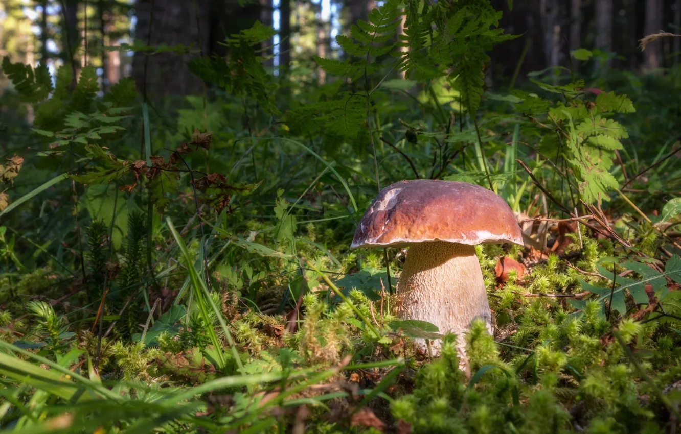 Photo wallpaper grass, nature, mushrooms