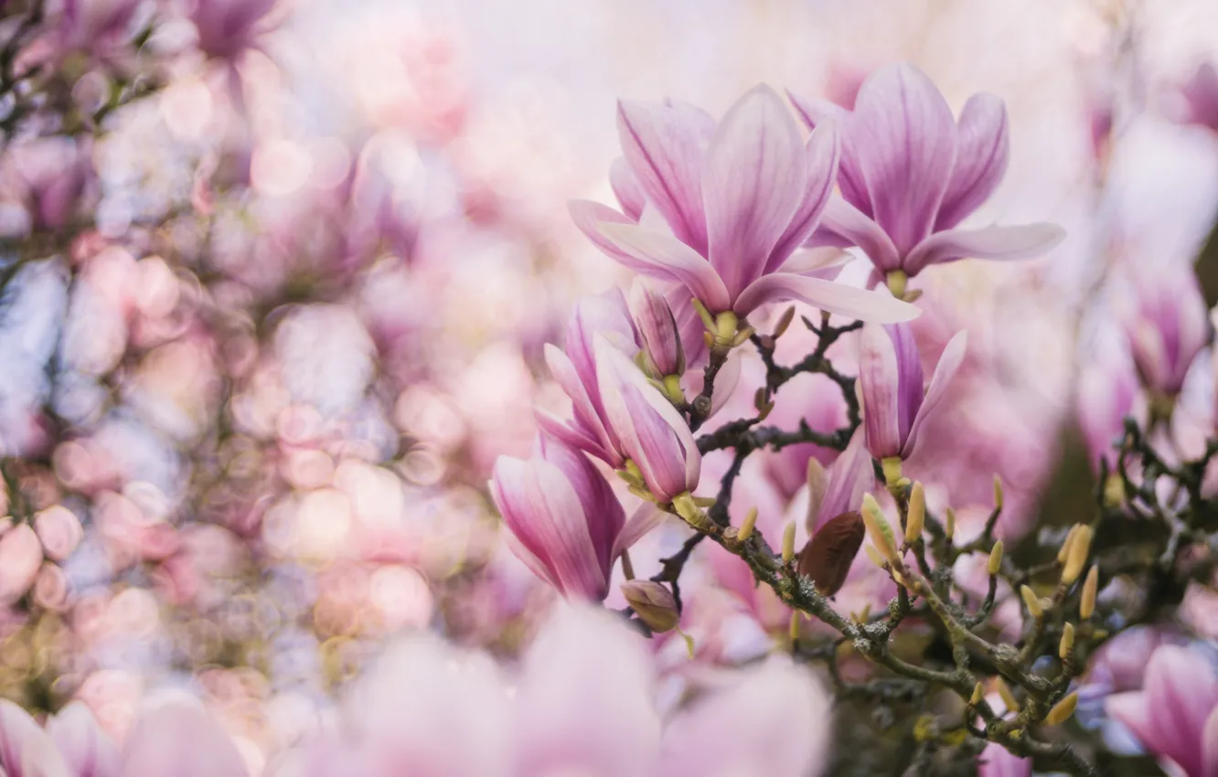 Photo wallpaper flowers, branches, beauty, spring, pink, flowering, bokeh, Magnolia