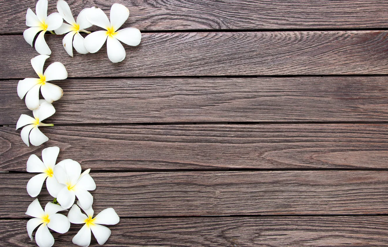 Photo wallpaper flowers, white, wood, flowers, plumeria, plumeria